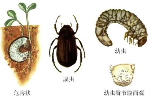 果园里的4大**害虫，掌握2个高发季节和为害期，杀灭害虫并不难3