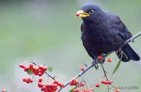 乌鸫