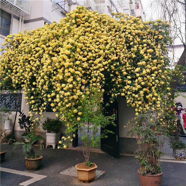 木香花为什么不能种