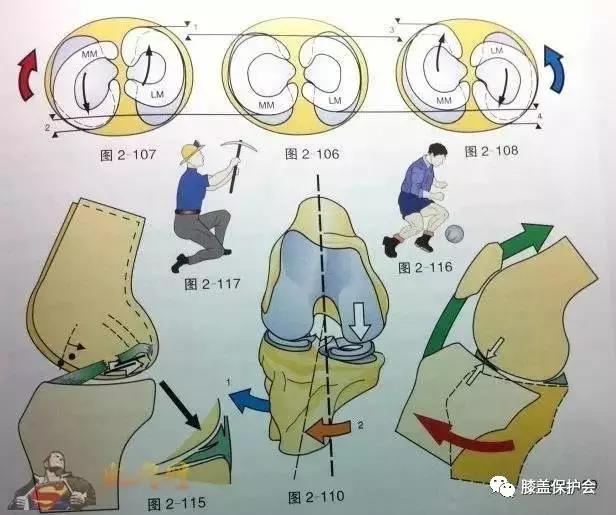 半月板是什么部位