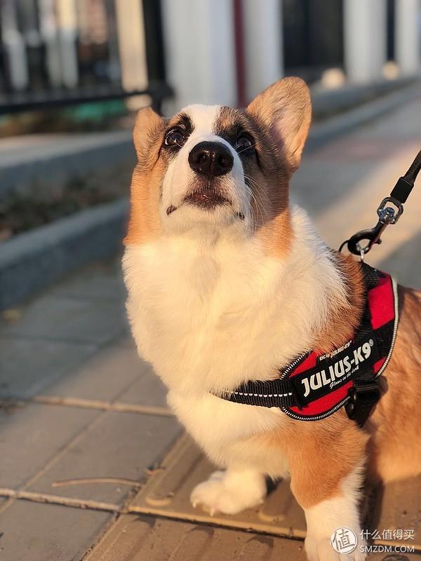furminator