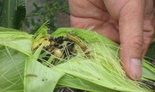 玉米螟虫的危害太大了，怎么防治，专家支招