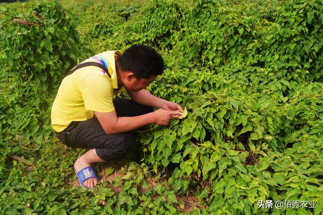 红蜘蛛体积小善隐藏，茶黄螨更加狡猾，用哪些农药效果好又长效6