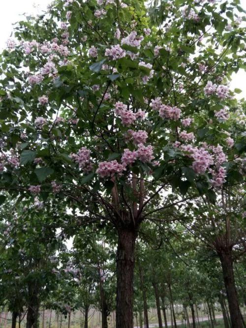 楸树 楸树（楸树花） 生活