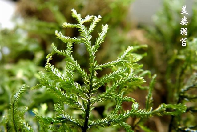 苔藓植物