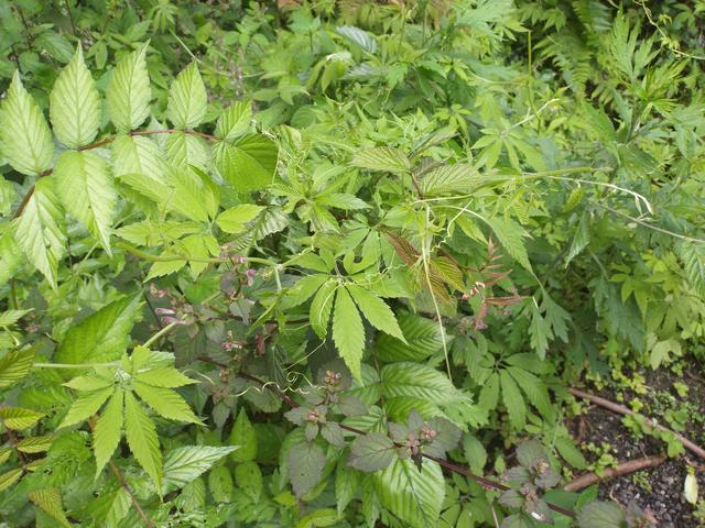 漫山遍野的母猪草：突然变成了长生不老药