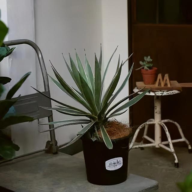 龙舌兰图片