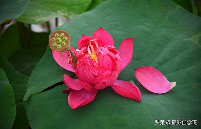 有关荷花的图片 有关荷花的图片（有关荷花的图片简笔画） 生活