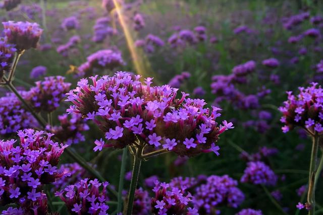 鸡皮肤俗称雀皮