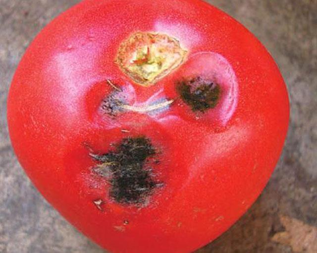 西红柿果实表面有黑斑，影响品质和销售，究竟哪些病害导致的呢？