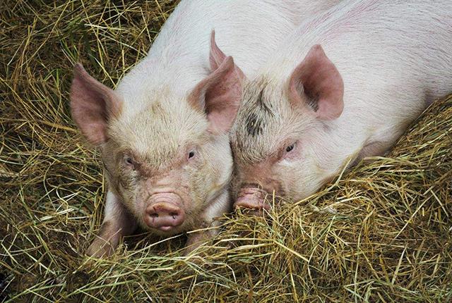 鼓励生猪养殖政策补贴标准（生猪养殖有补贴吗）
