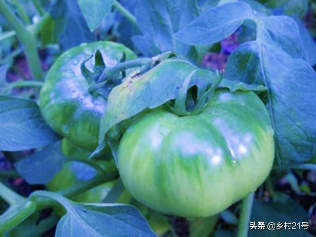 农村种植豆角招蚜虫，就地取材的三种防治方法，效果显著6