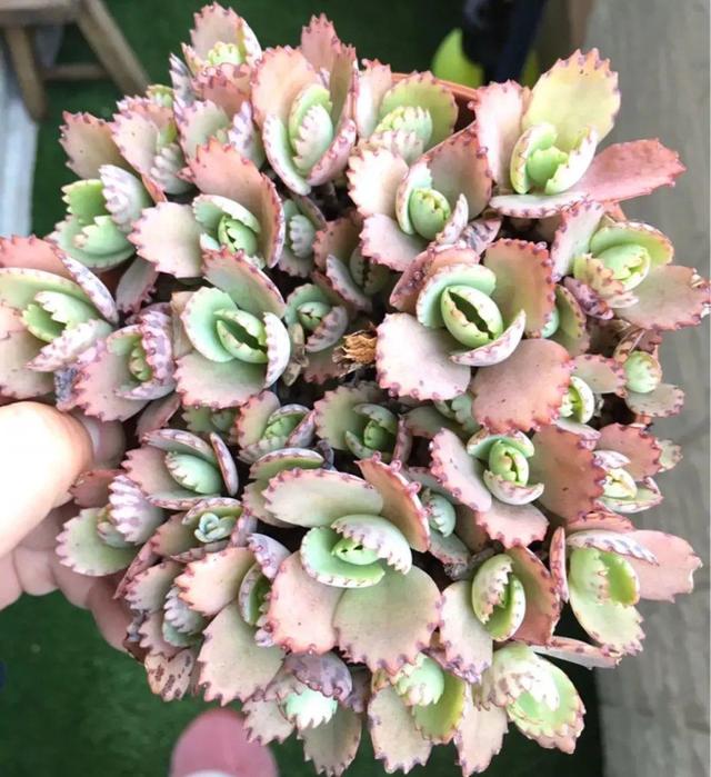 8種 養不死 的花 綠蘿只能排 末尾 再養不好就別養花了 Kks資訊網