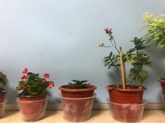 关于剩饭菜破碎机的信息