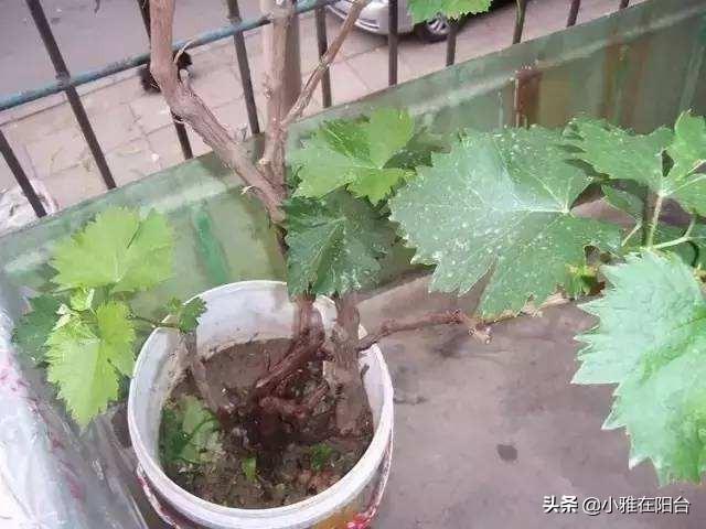 阳台葡萄种植技术