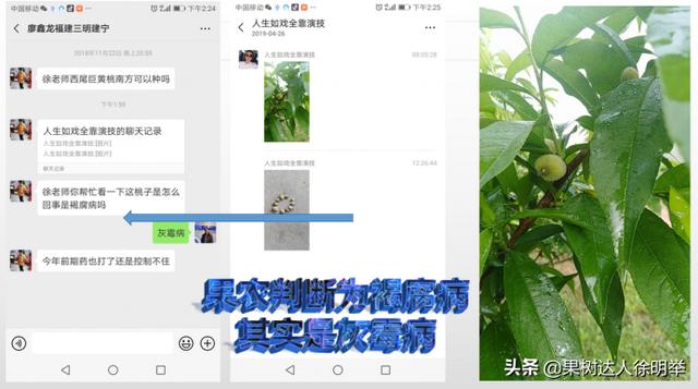 春季天气阴雨多变，桃子刚开始长就出现腐烂落果，什么病，怎么治