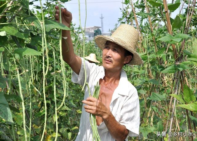 缸豆 缸豆（缸豆高产种植技术） 生活