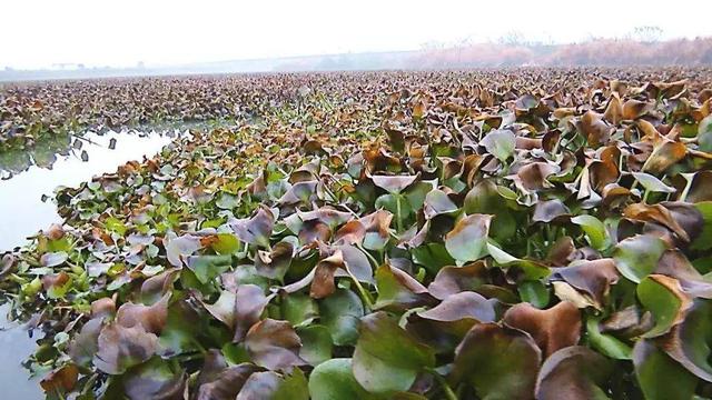 水葫芦是什么植物