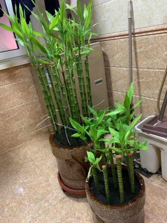 富贵竹的养法