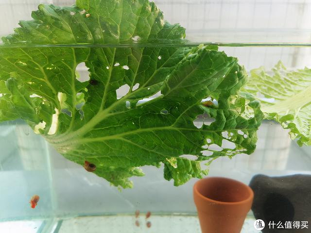 大蜗牛制砂机
