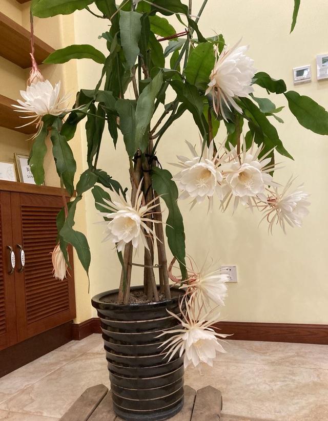 昙花的养殖方法