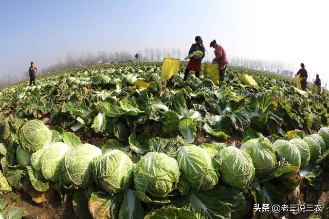 只要一把石灰，解决白菜软化，腐烂，恶臭问题，效果好，亩增60%10