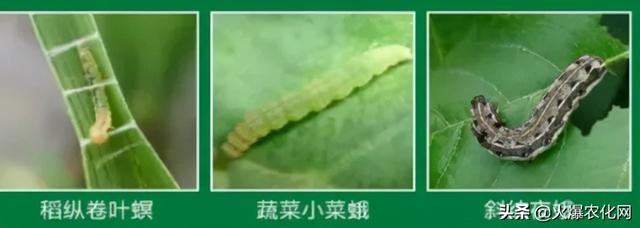 甲维盐+它堪称绝配！狂杀害虫几十种，2分钟中毒，1天死虫1