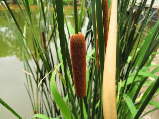 中医称它水蜡烛夏至变身妇科常用中药初春成为地道美食