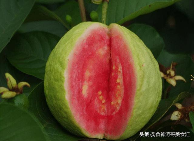 南方的水果