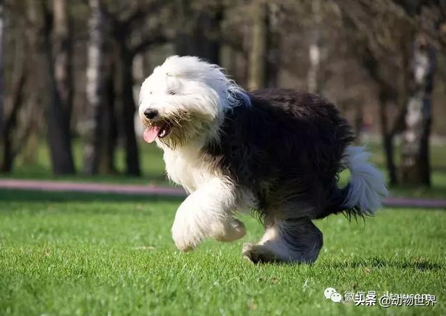 德国古代牧羊犬图片图片