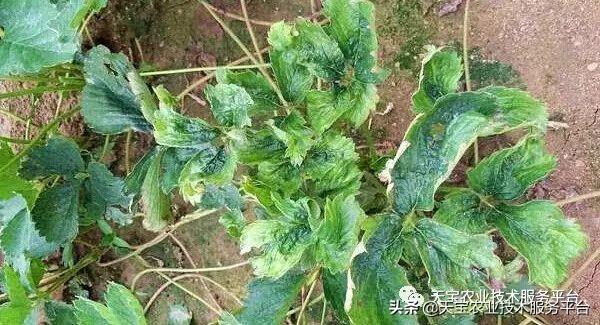 高温天药害严重怎么办？种植高手告诉你1