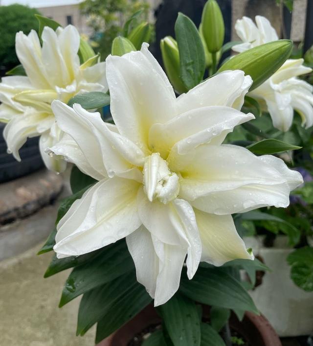 百合花