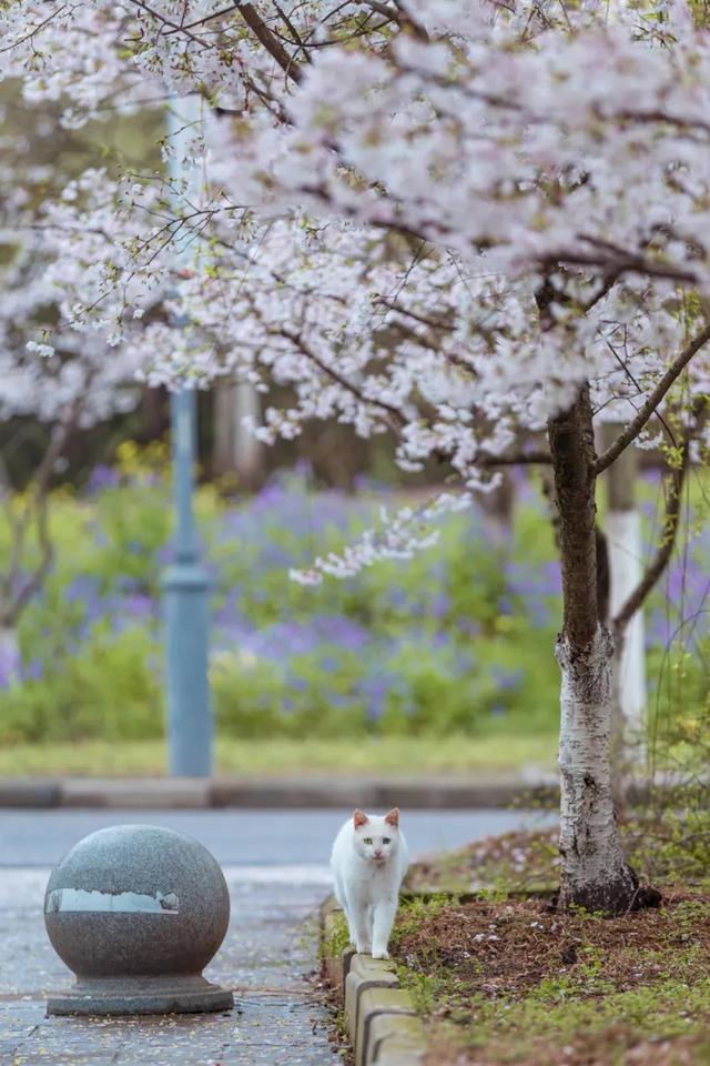 南京审计学院地址