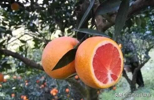 柑橘褐斑病怎么防治