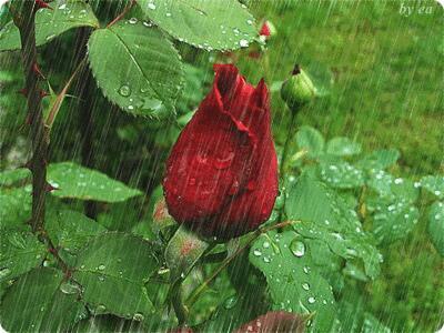 下雨的中秋节