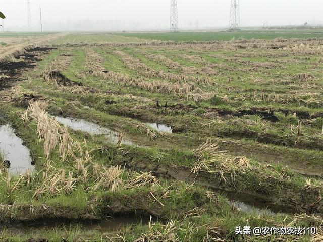 水稻旱直播封闭除草，为啥效果不好，原因在哪？2