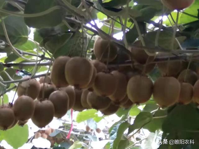 磷酸二氢钾加上这种硼肥，保花保果，膨果快3