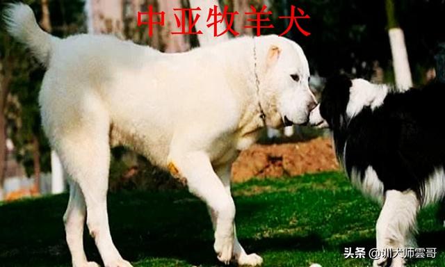 牧羊犬图片