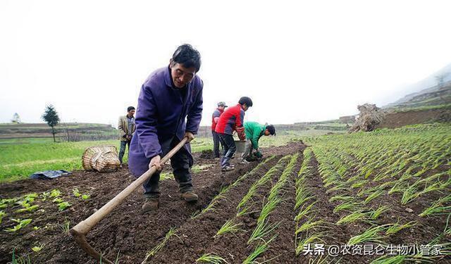 大葱高产用什么叶面肥？大葱用什么叶面肥能增产提质？4