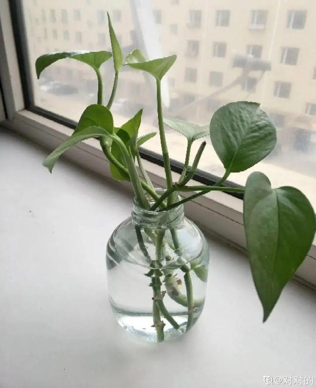 碰碰香有毒吗 碰碰香有毒吗（植物碰碰香有毒吗） 生活