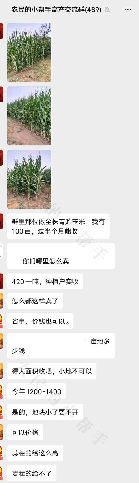 玉米青储籽粒破碎机