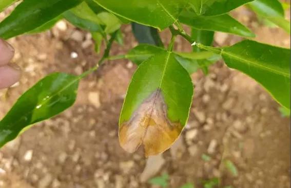 高温又多雨，炭疽病高发！专家教你高效用药2