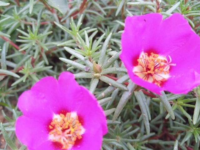 老年人坚持早晚刷牙，益于身体健康