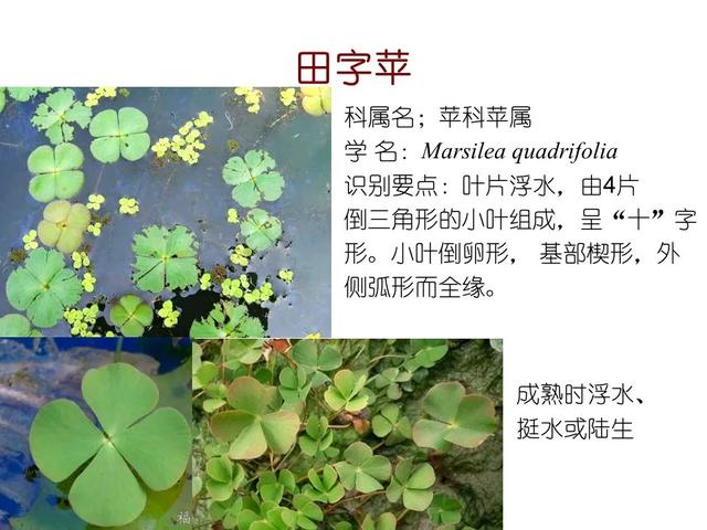 水生植物 水生植物（水生植物种植施工方案） 生活