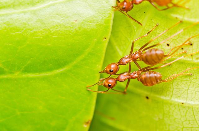 白菜出苗后，蚂蚁、菜青虫危害严重咋办？记住三个方法，轻松搞定3