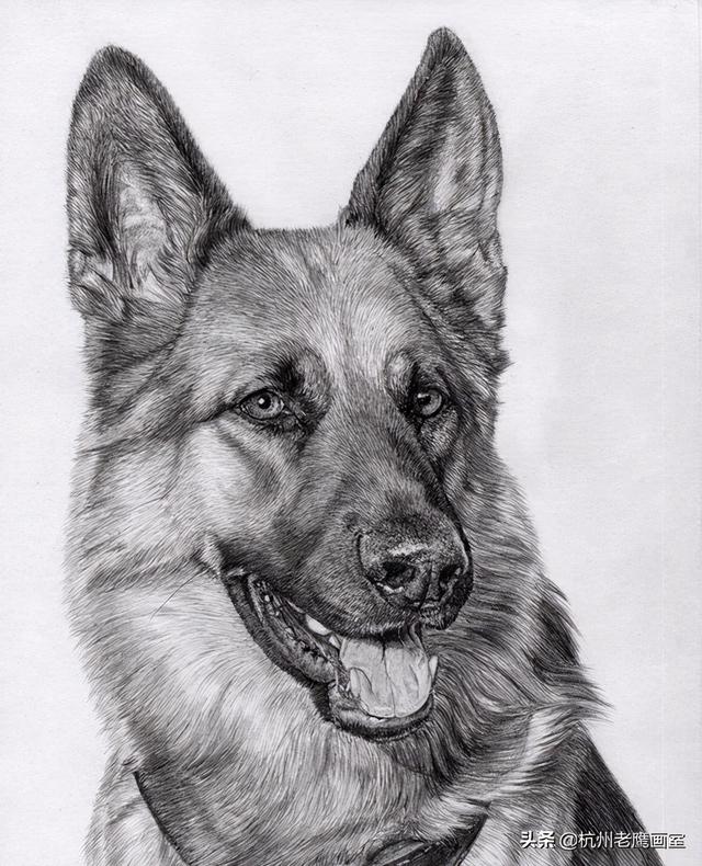 素描狗狗的画怎么画(老虎素描100幅画)-艾拉养犬