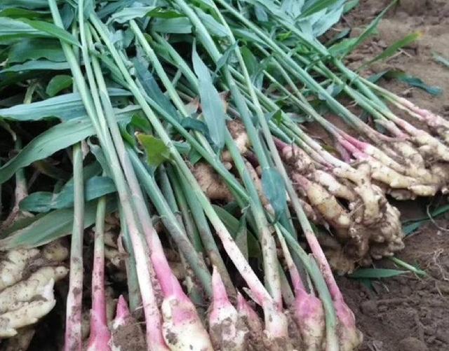 生的生姜吃了会怎么样 吃生的生姜有什么效果吗