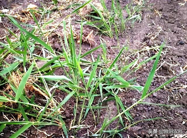 芦苇、牛筋草、白茅等恶性杂草，用这个小配方，一遍就能除干净