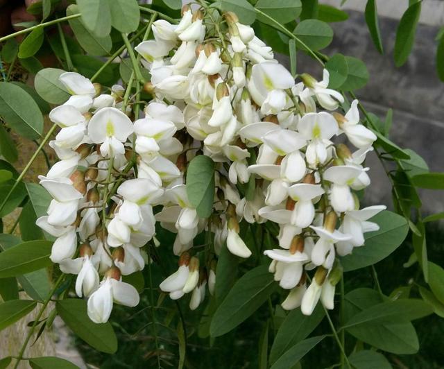 花的品种 花的品种（花的品种大全名字） 生活