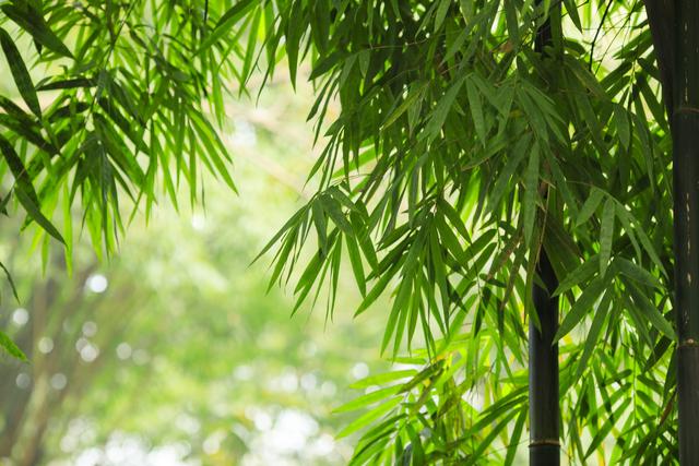 竹石作者名字怎么读郑燮（竹石古诗赏析） 